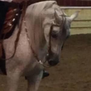 Meet your Posher, Dennis